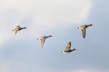 Four Eurasian Wigeon duck (Mareca penelope) in flight, Cornwall, UK.