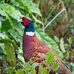 Common Pheasant or Ring-necked Pheasant (Phasianus colchicus), male, Cornwall, UK.