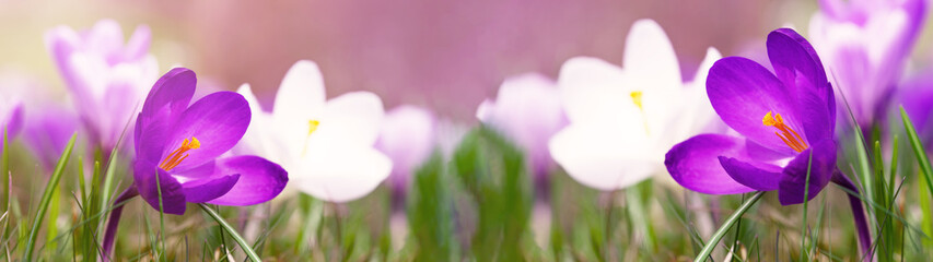 Spring awakening - Blossoming purple and white crocuses illuminated from the morning sun - Spring flowers crocus background panorama