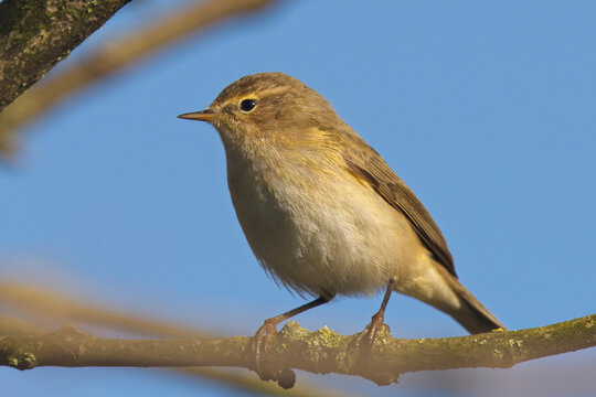 Common Chiffchaff, (Phylloscopus collybita) Helston Sewage Works, Helston, Cornwall, England, UK.