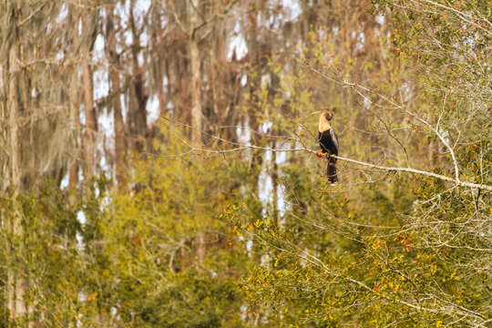 Anhinga Perched in Tree in our backyard in Wesley Chapel, Florida