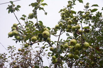 Fresh green apples on the branches are ready to be harvested