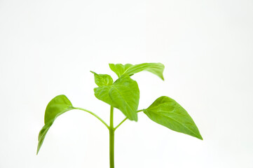 green sprout seedlings on a white background isolated