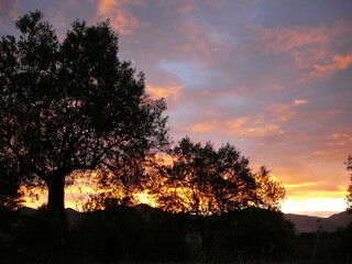 Tree silhouettes at dawn