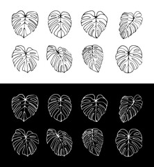 Monstera Deliciosa plant leaf line art style isolated on background