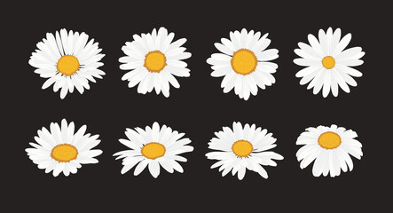 Collection of daisy flower with flat design style vector