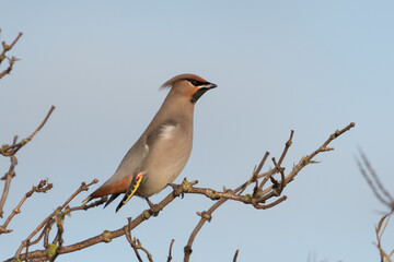 Beautiful Bohemian waxwing polishes its feathers, photographed in the Netherlands.
