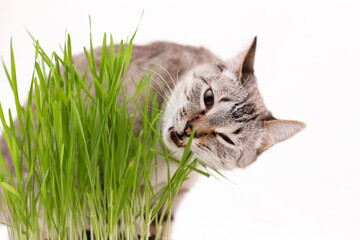 Grass for cats is planted at home.Cats eat grass.