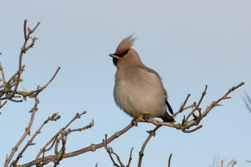 Beautiful Bohemian waxwing polishes its feathers, photographed in the Netherlands.