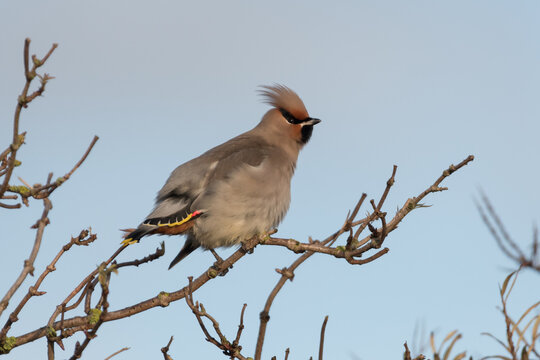 Beautiful Bohemian waxwing polishes its feathers, photographed in the Netherlands.