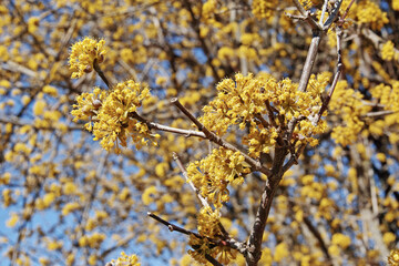 Fototapeta premium flowers of european cornel