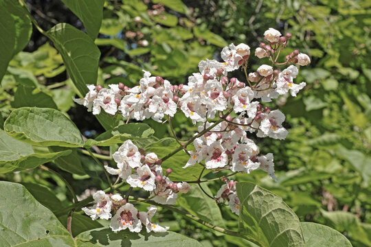 flowers of northern catalpa