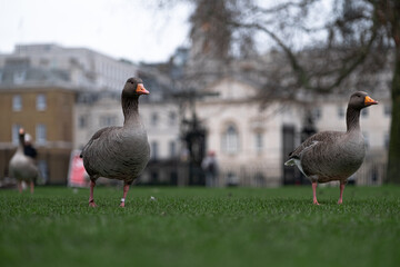 View of multiple grey goose walking through a green grass field in the center of London city on a cold winter day. Outlines of old buildings blurred in the background