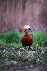 Straight on vertical shot of a single brown goose with a white head, walking through a grass field in a park in the center of London city.