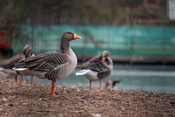 Side view of multiple brown and orange geese standing together looking into the distance in a park in the center of London city. Cold winter day in UKs national covid lockdown