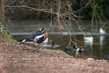 Beautiful small blue and orange bird in a park in the center of London city, standing near a lake...