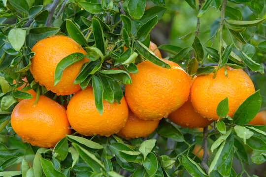 Mandarinas de la variedad clemenvilla, en el árbol, pendientes de recolección. Valencia. España