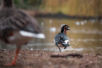 Beautiful small blue and orange bird in a park in the center of London city, standing on one leg...