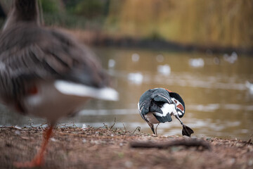 Beautiful view of a blue and orange bird in a park in the center of London city. Cold winter day,...