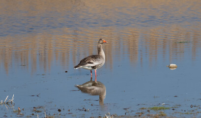 Greylag Goose Bird Reflection at Neusiedlersee, Burgenland Austria