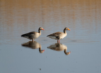 Greylag Goose Bird Reflection at Neusiedlersee, Burgenland Austria