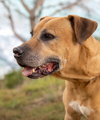Perro de presa marron en un día soleado
