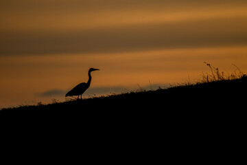 A silhouette of an grey heron in the pasture, photographed during sunrise in 
National Park the Biesbosch the Netherlands.