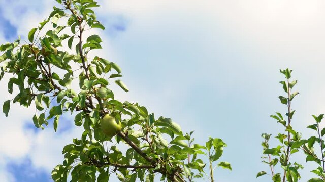 Closeup view 4k stock video footage of riping organic green pears growing on tree branches in summer garden. Blue sky with white clouds in background