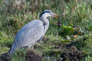 A grey heron that has caught a crayfish, photographed in the Netherlands.