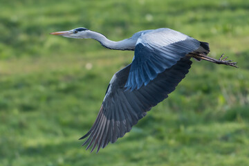 Grey Heron (Ardea cinerea) in flight, The Netherlands.
