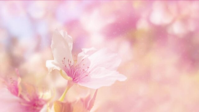Beautiful floral background in pastel colors with a delicate cherry blossom flower and gently floating particles. This motion background is full HD and a seamless loop.