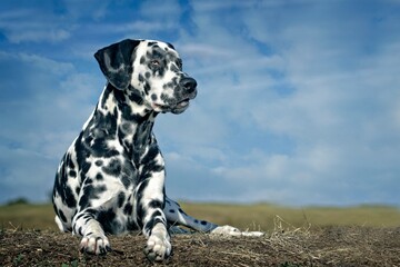 Dalmatian sits in the meadow against a blue sky.