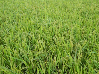 green wheat field