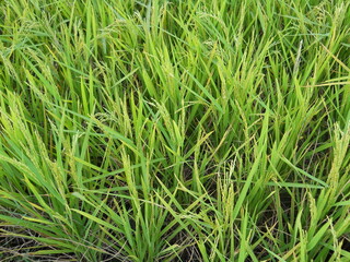 green grass background