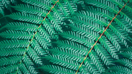 Close-up green fern leaf, beautiful pattern, selective focus, texture botany, complex.