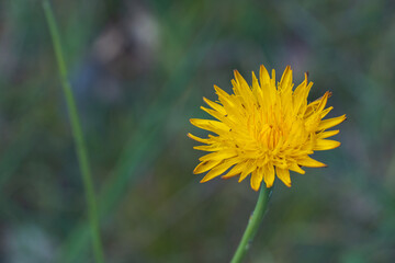 Eine Wiese mit Morgentau im Sonnenaufgang