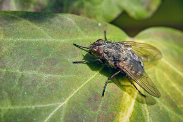 Schmeißfliege ( Pollenia sp. ).