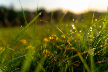 Eine Wiese mit Morgentau im Sonnenaufgang