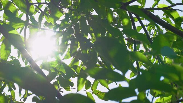 Closeup view 4k stock video footage of bright sun shining through dark green summer foliage of tree isolated at clear blue sky background
