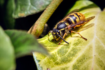 Gemeine Wespe ( Vespula vulgaris ).