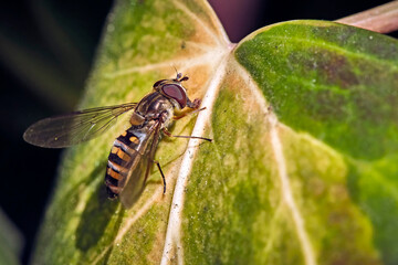 Hainschwebfliege ( Episyrphus balteatus ).