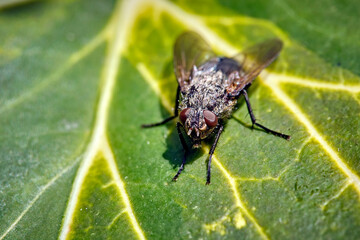 Schmeißfliege ( Pollenia sp. ).