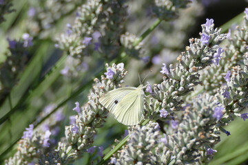 Green-veined white butterfly perched on lavender plant in Zurich, Switzerland.