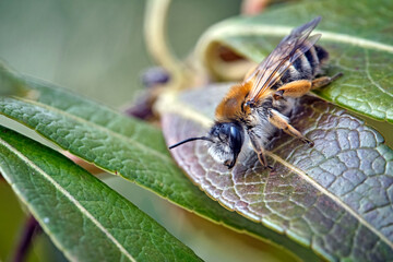 Rotschopfige Sandbiene ( Andrena haemorrhoa ).