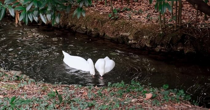 Loving romantic couple of two swans, they are cute and snuggle up to each other