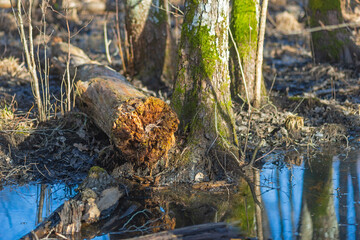 end of decaying log in swamp