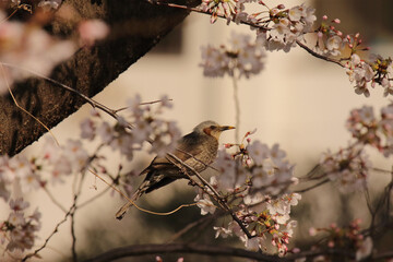 ヒヨドリと桜