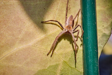 Listspinne ( Pisaura mirabilis ).