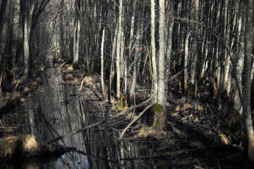 Thick vegetation in swamp like wilderness area
