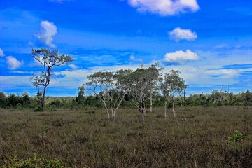 Fototapeta na wymiar green savanna with blue sky